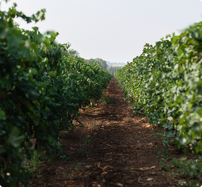 ВИНОГРАДНИКИ