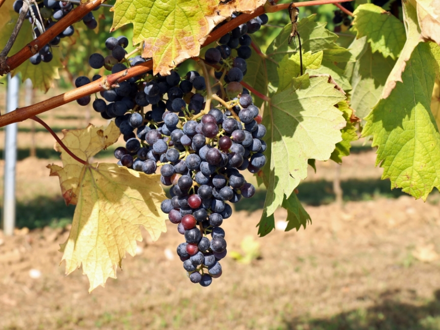 Автохтонные сорта: виноград с паспортом места